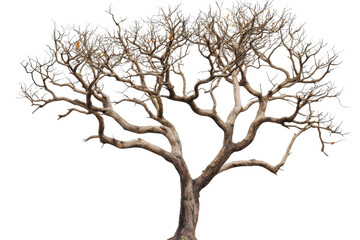 Fototapeta premium Bare Tree Branches Reach Out, Isolated on PNG Transparent Background