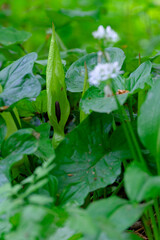 Bärlauch, Allium ursinum, im Auwald