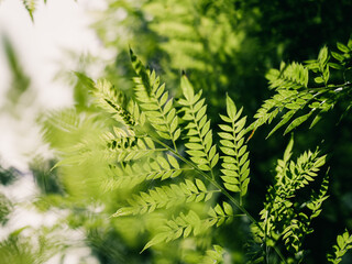 Tree leaves
