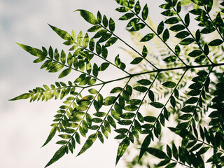 Tree leaves