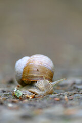 Weinbergschnecke, Helix pomatia