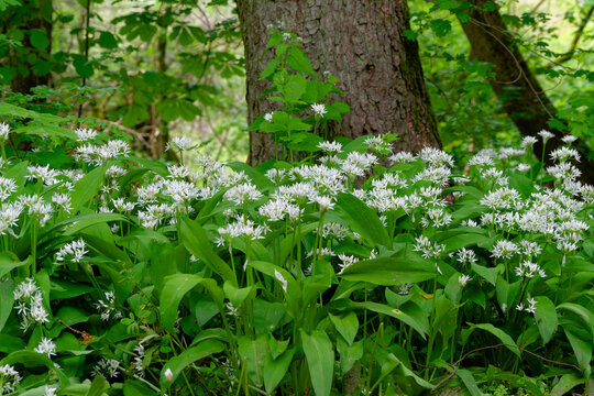 B&auml;rlauch, Allium ursinum, im Auwald