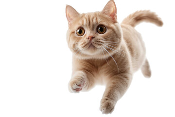 Running Cat Leaps Forward, Isolated on PNG Transparent Background