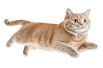 Ginger Cat Floating Playfully, Isolated on PNG Transparent Background