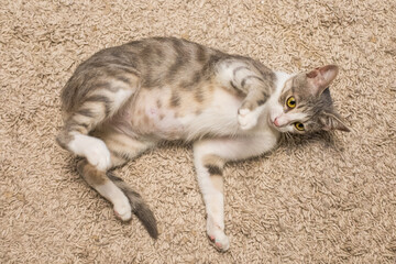 Fototapety na wymiar - Fototapeta24.pl