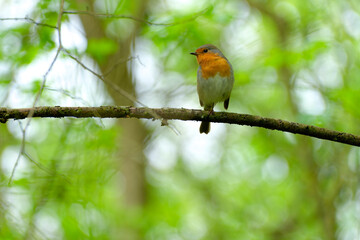 Fototapeta premium Rotkelchen, Erithacus rubecula