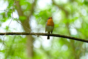 Rotkelchen, Erithacus rubecula