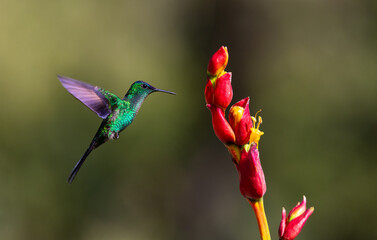 Obraz premium Colourful Violet-capped Woodnymph hummingbird (Thalurania glaucopis) approaching a red flower in the Atlantic Rainforest of Brazil