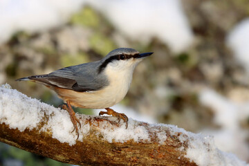 Nuthatch