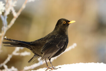 Blackbird
