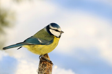 Blue tit
