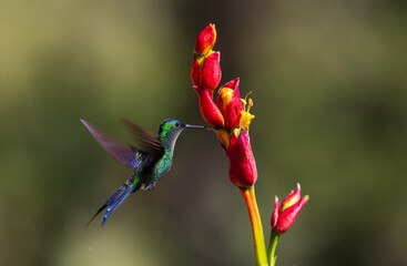 Colourful Violet-capped Woodnymph hummingbird (Thalurania glaucopis) approaching a red flower in the Atlantic Rainforest of Brazil