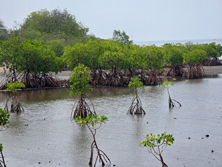 Red Mangrove or Rhizophora mucronata Poir, a plant planted on the coast to protect against the effects of erosion and abrasion in the sea.