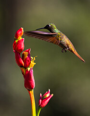 In flight Brazilian Ruby (Heliodoxa rubricauda) hummingbird approaching a flower in the Atlantic Rainforest of Brazil