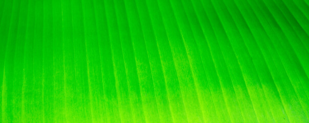 Banana leaves,green leaf ,Natural green leaves in garden,clear details,cover page,copy space
