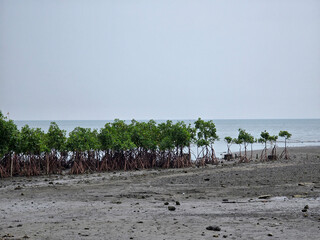 Red Mangrove or Rhizophora mucronata Poir, a plant planted on the coast to protect against the effects of erosion and abrasion in the sea.