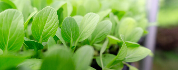 green leafy vegetables in garden,cover page,copy space