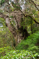 横から見た屋久島の縄文杉