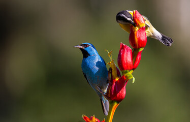 Obraz premium Male Blue Dacnis or Turquoise Honeycreeper (Dacnis cayana) with Bananaquit (Coereba flaveola) eating nectar from a red flower in the Atlantic Rainforest of Brazil