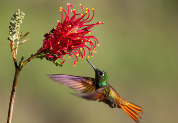 In flight Brazilian Ruby (Heliodoxa rubricauda) hummingbird approaching a flower in the Atlantic Rainforest of Brazil
