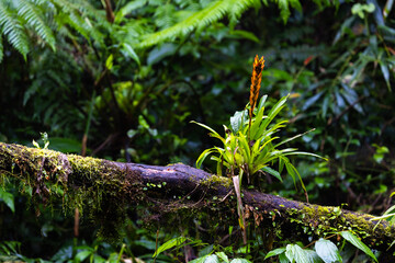 Beautiful and relaxing flora in a clean environment in The Atlantic Rainforest of Brazil