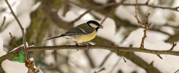 Naklejka premium Vogel auf dem Ast am körner essen