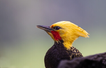 Alert Blond-crested Woodpecker (Celeus flavescens), Atlantic Rainforest in Brazil. Wild Woodpecker. 