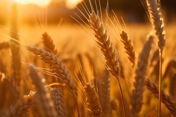 Obraz premium Background of ripening ears of meadow wheat field. golden wheat field in summer 