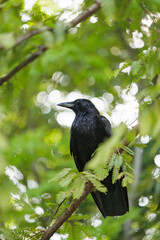 A black crow perches elegantly on a leafy branch, surrounded by lush green foliage. The soft focus of the background creates a serene and harmonious atmosphere.