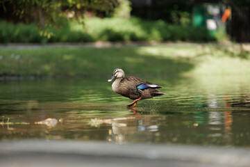 A small brown speckled duck blue patch on wing walks in a pond before morning bath, enjoying the dappled morning sunlight.