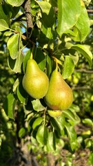 pear on a branch