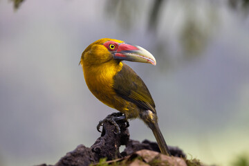 Colourful Saffron Toucanet (Pteroglossus bailloni) on a branch, Atlantic Rainforest, Brazil