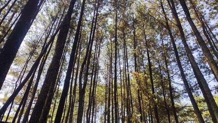 Low angle view of pine trees with blue sky background. Empty blank copy text space.