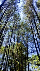 Low angle view of pine trees with blue sky background. Empty blank copy text space.