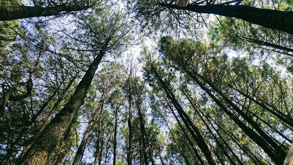 Low angle view of pine trees with blue sky background. Empty blank copy text space.