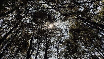 Naklejka premium Low angle view of pine trees with blue sky background. Empty blank copy text space.