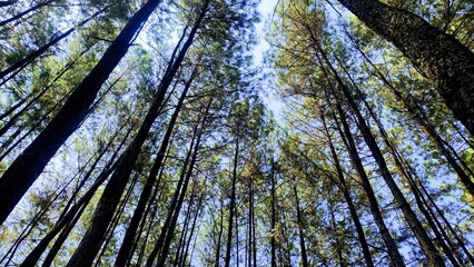 Low angle view of pine trees with blue sky background. Empty blank copy text space.