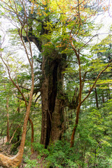 Fototapeta premium 屋久島の大王杉
