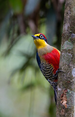 Alert yellow-fronted woodpecker (Melanerpes flavifrons), Atlantic Rainforest in Brazil. Wild Woodpecker. 