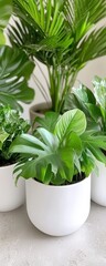Obraz premium Indoor plant arrangement modern home photography bright environment close-up green living concept for home decor