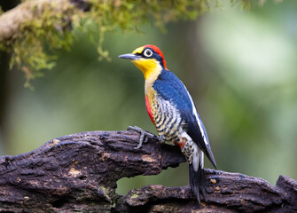 Alert yellow-fronted woodpecker (Melanerpes flavifrons), Atlantic Rainforest in Brazil. Wild Woodpecker. 