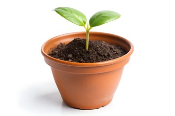 oung plant in pot isolated on white background