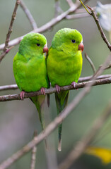 A cute pair of Plain Parakeet (Brotogeris tirica) looking in the same direction, Atlantic Rainforest, Brazil