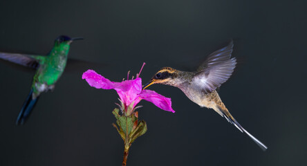 Scale-throated Hermit (Phaethornis eurynome) eating nectar from a purple hibiscus flower, in the Atlantic Rainforest of Brazil