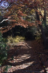 Obraz premium Forest Scene-35