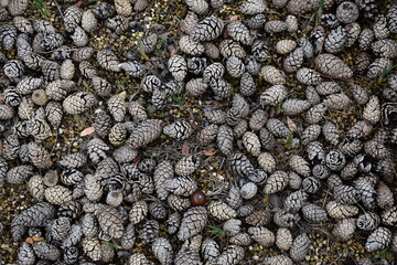 Pine cone Texture-6