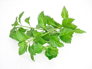 some plants placed on a white background
