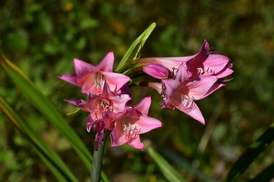 Flower Purple-16