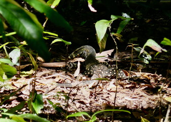 Lace monitor lizard in a tropical rainforest near Cape Tribulation, Queensland, Australia