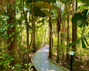 Madja boardwalk winding through the Daintree rainforest in Cape Tribulation
